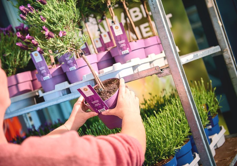 Celieplant het plantenbedrijf tussen de bloemen