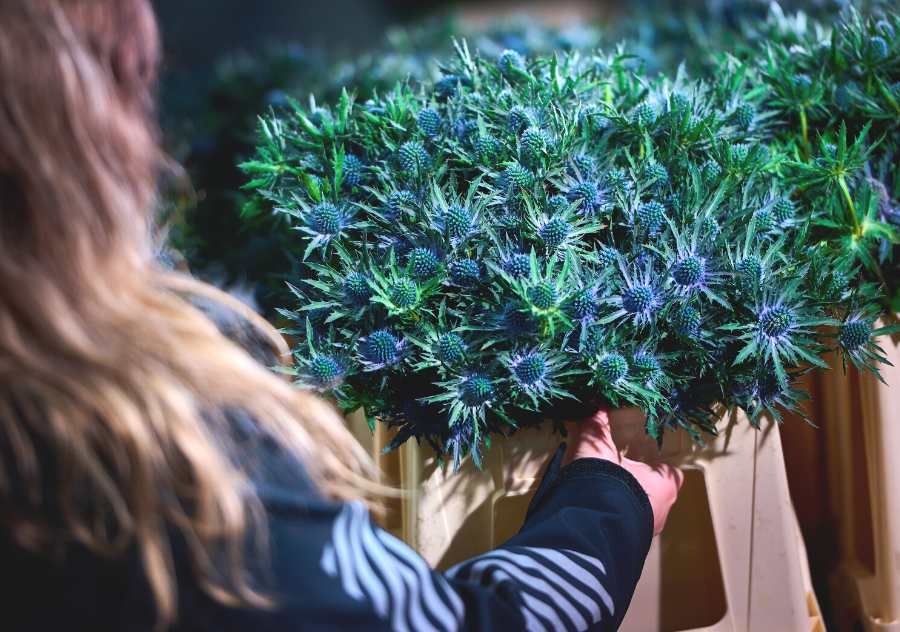 Celieplant het plantenbedrijf tussen de bloemen